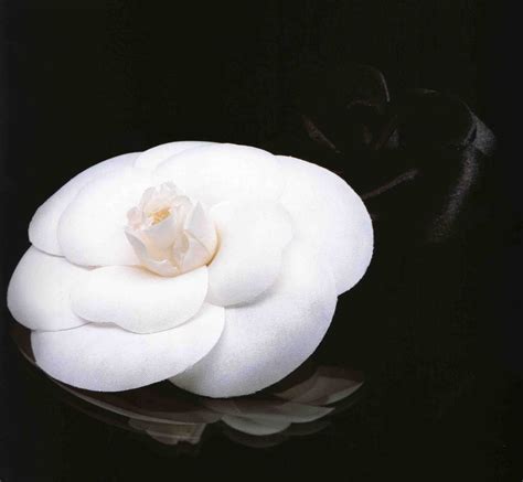 Coco Chanel camellia flower